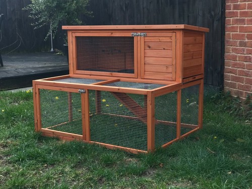 Rabbit guinea pig - rabbit,