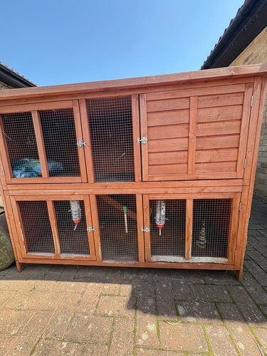 Large rabbit hutch guinea pig - rabbit,