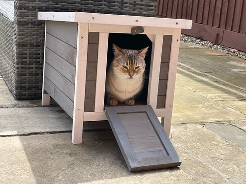 Cat shelter outside - shelter, outside,