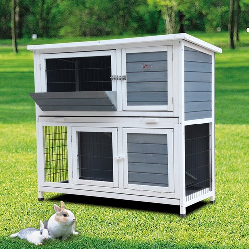 Rabbit guinea pig - rabbit, /