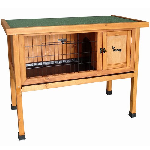 Pet dwarf rabbit bunny - dwarf,